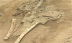 کشف فسیل‌های 9 میلیون ساله کر‌گدن و اسب در مراغه‌