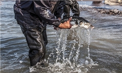 صید ماهیان خاویاری در مازندران تا پایان آذر ماه ادامه دارد
