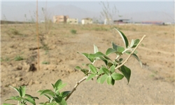 کاشت یک‌هزار اصله نهال در  پالایشگاه چهارم پارس جنوبی