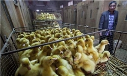 جوجه‌ریزی 13 میلیون قطعه در واحدهای مرغ گوشتی بوشهر