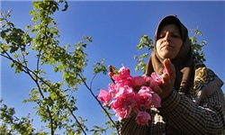 استشمام عطر «گل‌های محمدی» در مازندران/ گل‌هایی که منشا اشتغال می‌شوند