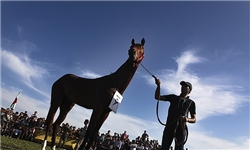 گمرک ایران خراسان شمالی را برای صادرات اسب تعیین کرد