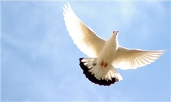 شهروندان گیلان پرندگان وحشی را تحویل محیط زیست دهند