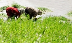 قد کشیدن شالیزارها به قیمت خمیده ‌شدن قامت‌ها / برنج با رنج