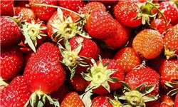طرح ایجاد گلخانه‌های خانگی توت‌فرنگی در کردستان بررسی می‌شود
