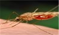 70 درصد بیماری مالاریا مربوط به جنوب سیستان و بلوچستان است