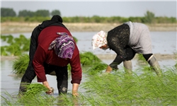رنج برنج/از سیر لاک‌پشتی حمایت‌ها تا بازار آشفته برنج
