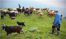 ناپدیدشدن 200 راس گوسفند در مازندران/ گرگ‌ها به گله نزدند
