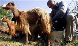 "شیلان‌دهی" آئین نذر سلامت گوسفندان در شمال