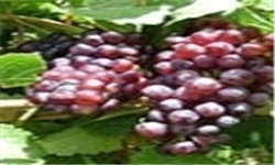 جشنواره انگور در روستای هزاوه اراک برگزار می‌شود