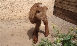 تولد گوسفند «تک‌ دست» در کلاردشت + عکس