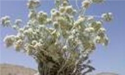 شناسایی 130 گونه گیاه دارویی در استان سمنان