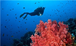 ازدیاد توتیای دریایی تهدیدی برای مرجان‌ها و آبزیان خلیج فارس