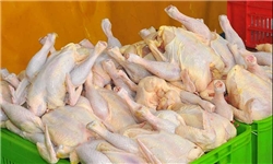 آغاز توزیع 100 تن گوشت مرغ منجمد در بازار قزوین