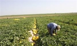 کشت 500 هکتار از اراضی ایرانشهر به خربزه خارج از فصل