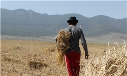 کشاورز زرندیه‌ای رکورد تولید گندم کشور را شکست