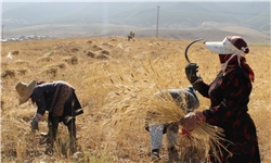 تولید سالانه 410 هزار تن محصول کشاورزی در دشتستان
