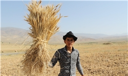 آذربایجان غربی در خرید گندم رتبه ششم کشوری را به خود اختصاص داد