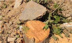  تراژدی قتل عام درختان محله زیتون