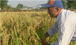 برداشت مکانیزه برنج در 36 هزار هکتار از اراضی شالیزاری مازندران