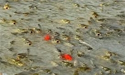 1000 قطعه ماهی در استخر پارک مفتون خورموج نجات یافتند
