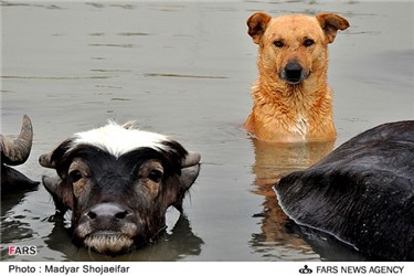 سگ و گاو در رودخانه کارون
