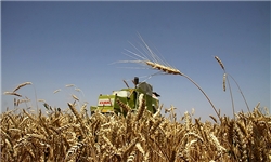 پیش‌بینی تولید 6460 تن گندم طی سال جاری در بیرجند