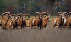 احتمال انقراض «گوسفند وحشی» در منطقه بلوچستان وجود دارد