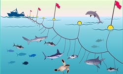 برگزاری نخستین دوره آموزش عملی صید ماهیان تجاری به روش لاینگ لاین