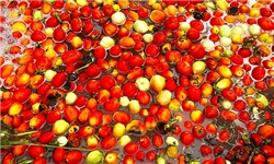 تولید ماهانه 600 تن گوجه‌فرنگی در تنگ‌ارم دشتستان