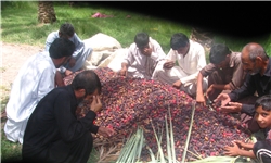 خرید 120 تن خرما از مناطق عشایری سیستان و بلوچستان