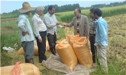 برداشت مکانیزه برنج در 5 هزار هکتار شالیزارهای خمام