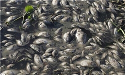 53 هزار بچه ماهی در استخر‌های بادرود رها شد