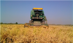 کشت برنج در 170 هکتار از اراضی کشاورزی ماهنشان