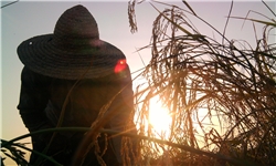 کیسه‌دوزی دلالان در ماه برنج / دف و سنج برای تاراج شالیزارها