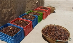 تولید 135 هزار تن خرما در دشتستان