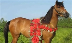 برگزاری جشنواره بین‌المللی زیبایی اسب کاسپین در گیلان