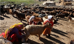 21 درصد گوشت استان اصفهان را عشایر تامین می‌کنند
