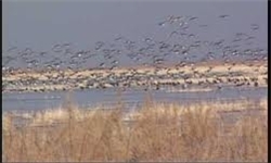 سرشماری 216 هزار پرنده مهاجر در گیلان