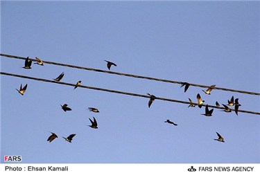 پرنده های مجاور  نمایشگاه سراسری صنایع دستی بجنورد