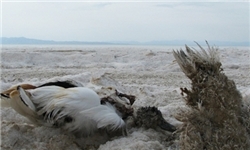 نجات دریاچه ارومیه جدیت دولت را می‌طلبد