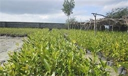 تخریب مزارع سبزیجات آلوده به فاضلاب در کنگاور