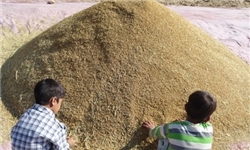 شهرستان زنجان رتبه نخست استان را در تولید برنج دارد