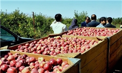 صادرات 716 هزار تنی محصولات کشاورزی از مازندران