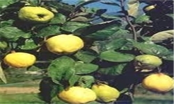 محلول‌پاشی فروت‌ست درختان میوه در 5 هکتار از باغات بناب