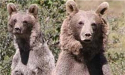 6 سکانس برای شکار خرس کوه نیر / شکارچیان بیدار؛ مسئولان در خواب