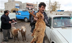 200 رأس گوسفند نذری به آستان امامزاده سلطان سیدمحمد اهدا شد