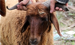 تولید گونه جدیدی از نژاد گوسفند در البرز