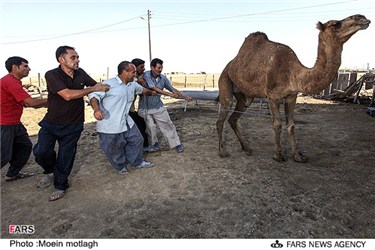 انتقال شتر به قربانگاه در ترکمن صحرا