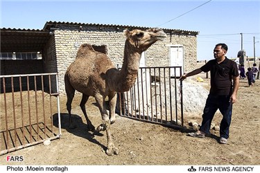 انتقال شتر به قربانگاه در ترکمن صحرا